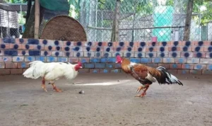 Đá Gà GA28 tại 33WIN