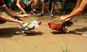 đá gà WS168 tại 33WIN